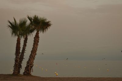 Palm trees on beach against sky at sunset