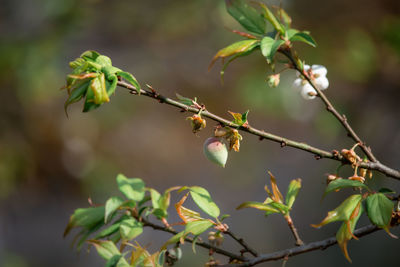 Close-up of berries growing on tree