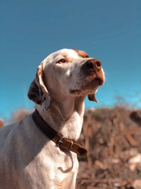 Dog portrait 