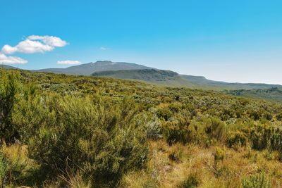 High altitude moorland against a mountain background, chogoria route, mount kenya national park