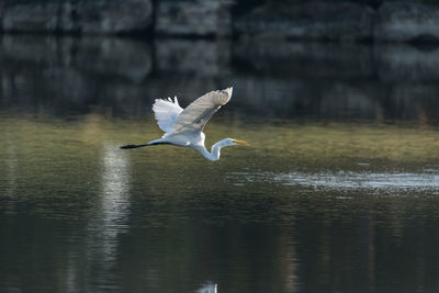 White great egret ardea alba on a golf course in florida