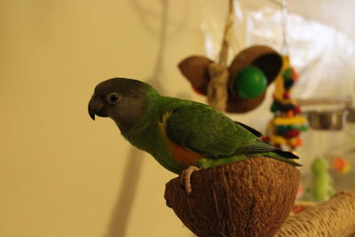 Close-up of parrot perching