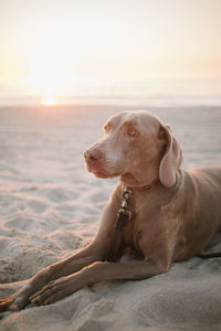 Dog resting at beach