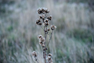 Close-up of wilted plant during winter