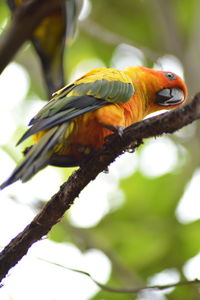 Close-up of parrot perching on tree