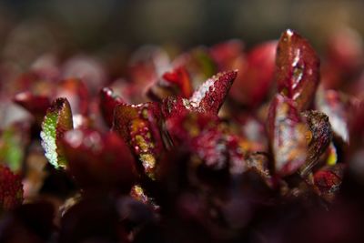 Full frame shot of fruits