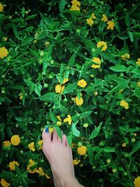 Low section of person legs on leaves