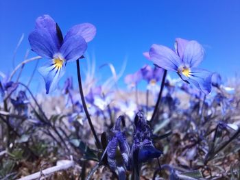 Close-up of purple violet flowers against blue sky