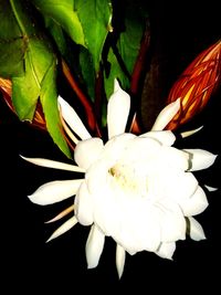 Close-up of white flowers blooming against black background