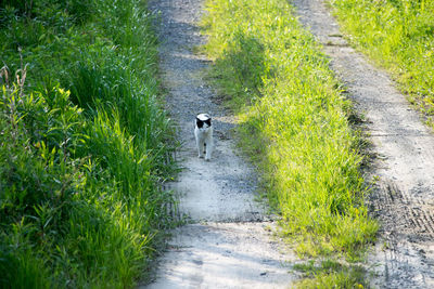 High angle view of cat walking on dirt road