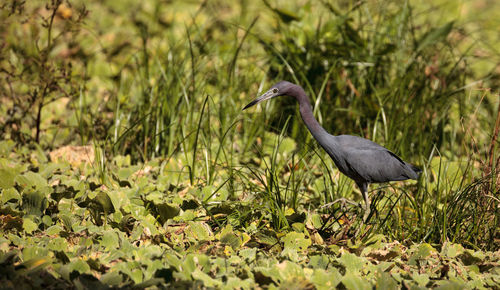 Little blue heron bird egretta caerulea hunts for frogs amid water fern salvinia minima 