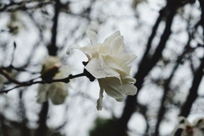 Close-up of white cherry blossoms in spring