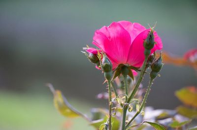 Close-up of pink flower