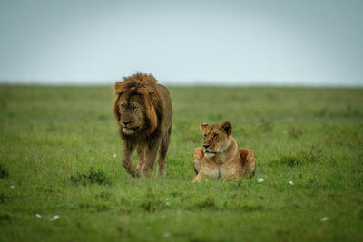 Male lion passes lioness lying in grass