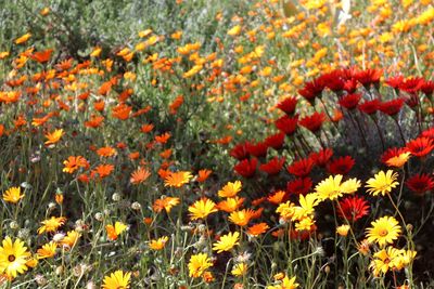 Close-up of yellow flowering plants on land