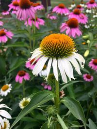 Coneflowers blooming in park