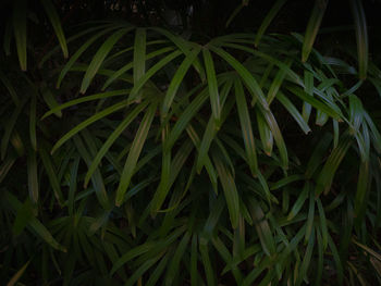 High angle view of grass with plants in background