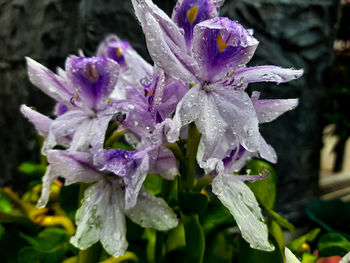 Close-up of wet purple flowering plant