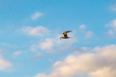 Low angle view of bird flying against sky