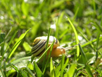 Close-up of snail on grass