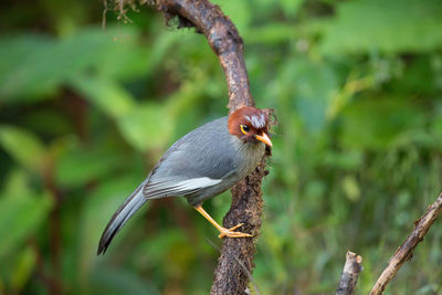 Close-up of bird perching on branch