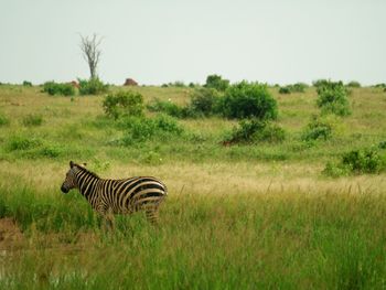 View of zebras on field
