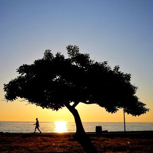 Silhouette tree on beach against clear sky