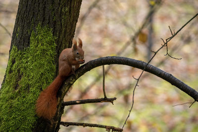 Squirrel on tree trunk