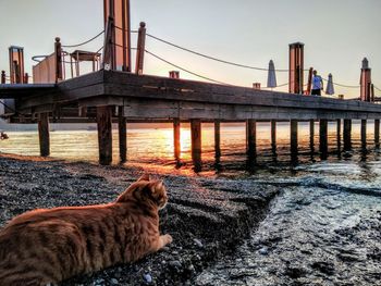 Cat sitting on pier over sea against sky