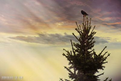 Low angle view of silhouette bird against sky at sunset
