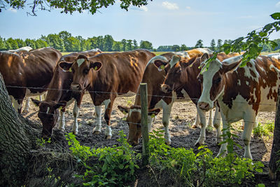 Cows standing in a field