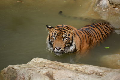 Tiger drinking water