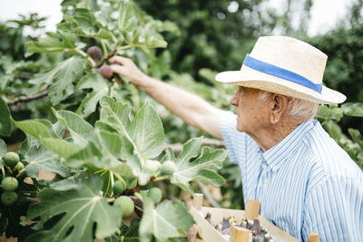 Senior man picking figs