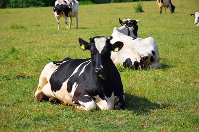 Cows in a field