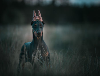 Portrait of dog on field