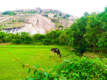 Dog on field against mountains