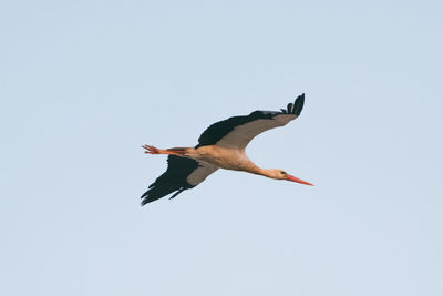 Low angle view of bird flying against clear sky