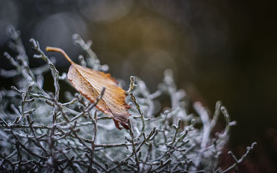 Close-up of dried leaves on frozen plant