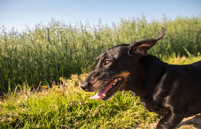 Dog looking away on field