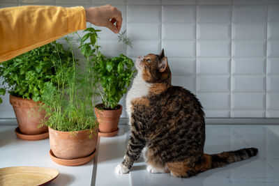 Cat sitting on table