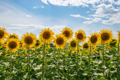 Close-up of sunflower against sky