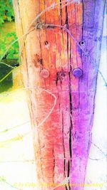 Close-up of multi colored tree trunk against wall