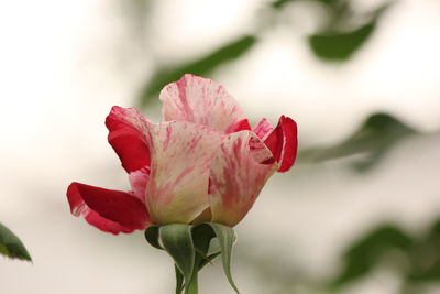 Close-up of pink rose