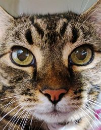 Close-up portrait of cat