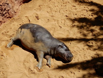 High angle view of sleeping pigmy hippopotamus on sand at fuengirola zoo, malaga, spain.