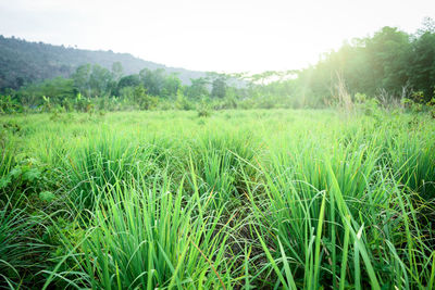 Scenic view of grassy field against clear sky