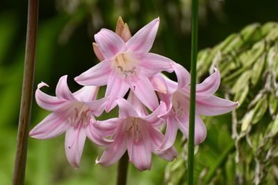 Close-up of pink flowering plant