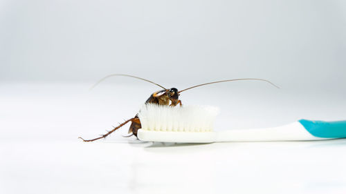 Close-up of insect on white background