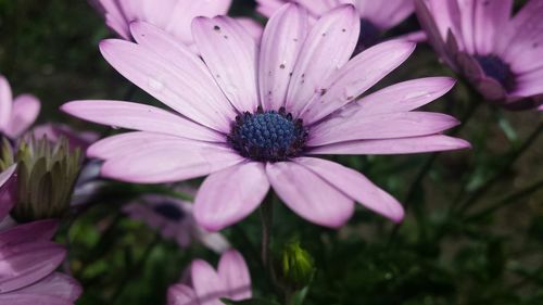 Close-up of pink flowers