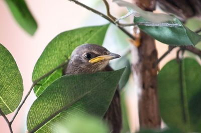 Close-up of bird perching on branch